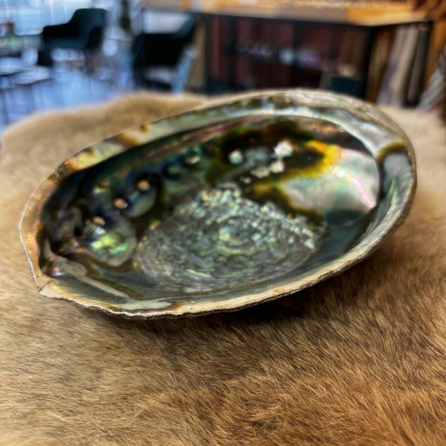 Groene Abalone Schelp