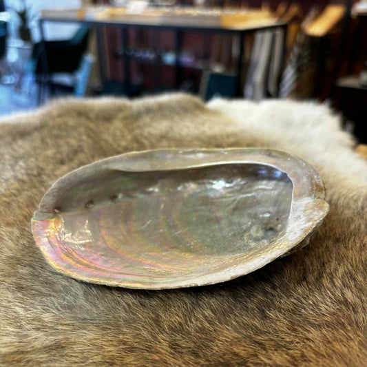 Haliotis Abalone Schelp