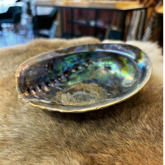 Regenboog Abalone Schelp